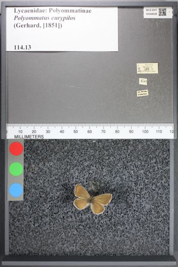 Media type: image;   Entomology 54038